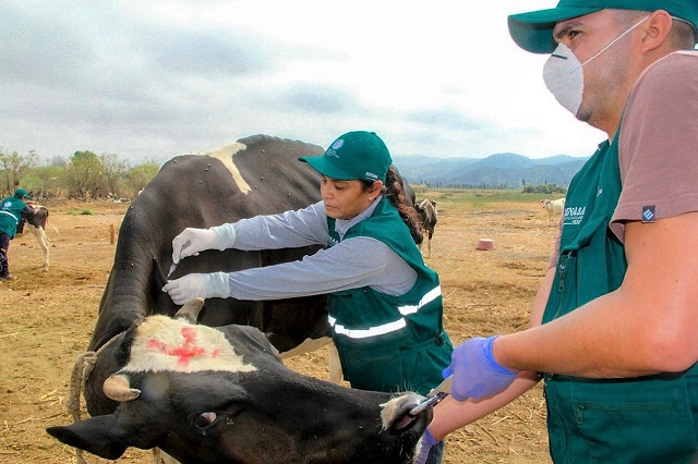 Ponen en marcha vacunación contra el ántrax y la peste porcina en Huarmey después de la emergencia