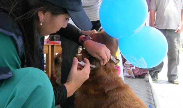 Buscarán concientizar a la población para vacunar a sus mascotas
