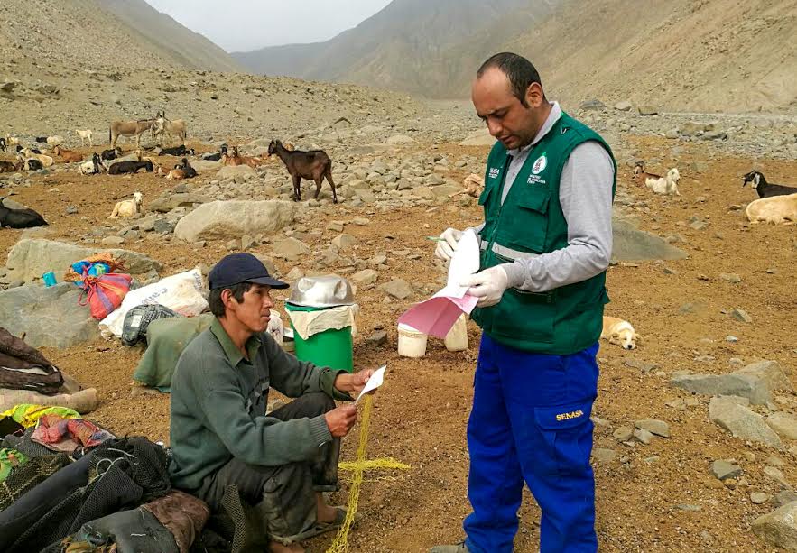 Vacunan a más de 10 mil animales contra la “brucelosis caprina” en varias provincias de Áncash