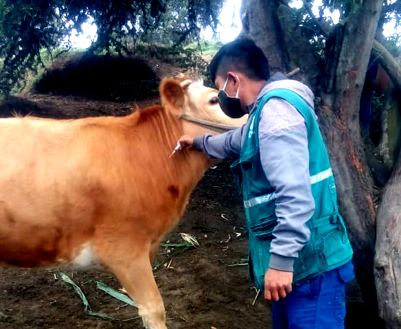 Campañas de vacunación contra el ántrax resguardan ganadería familiar en Áncash