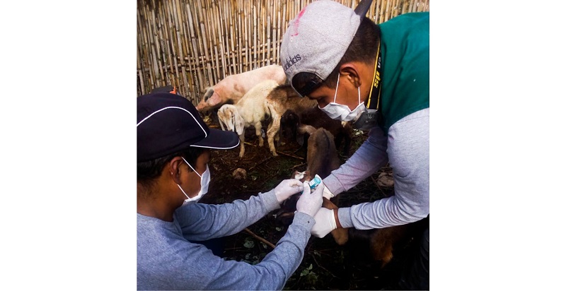 Resguardan sanidad de ganado caprino en la región Áncash