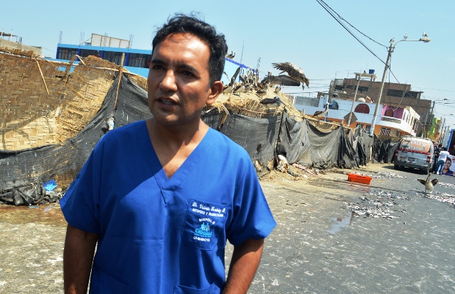 Lanzan campaña “Los Pelícanos son de Chimbote” para evitar su extinción