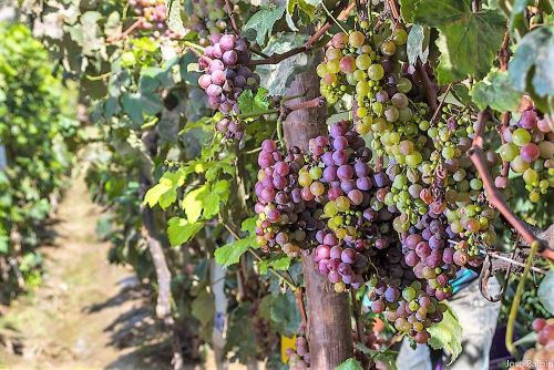 Huarmey: mañana inicia el Primer  Festival de la Vendimia