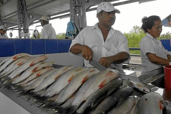 Unas 50 mil familias se beneficiarán con pescado a bajo precio en Semana Santa