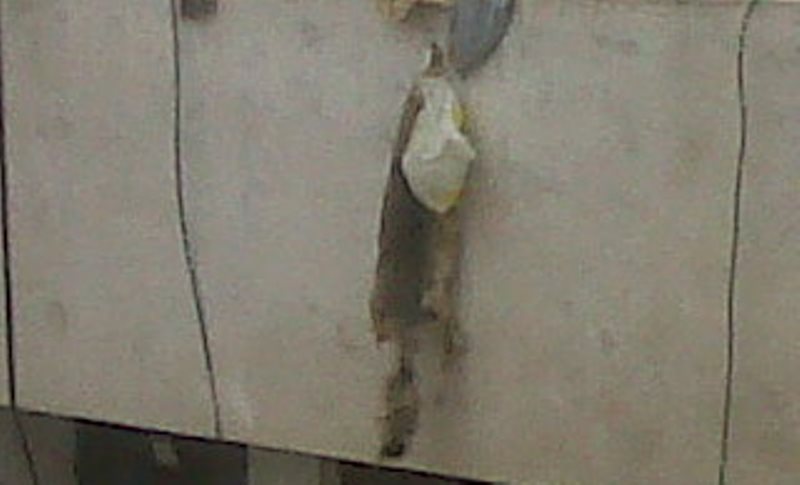 Nuevo Chimbote: Denuncian que vietnamitas sacrifican perros y se los comen