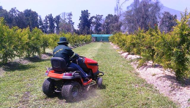 Vivero forestal ofrece grass americano en champas