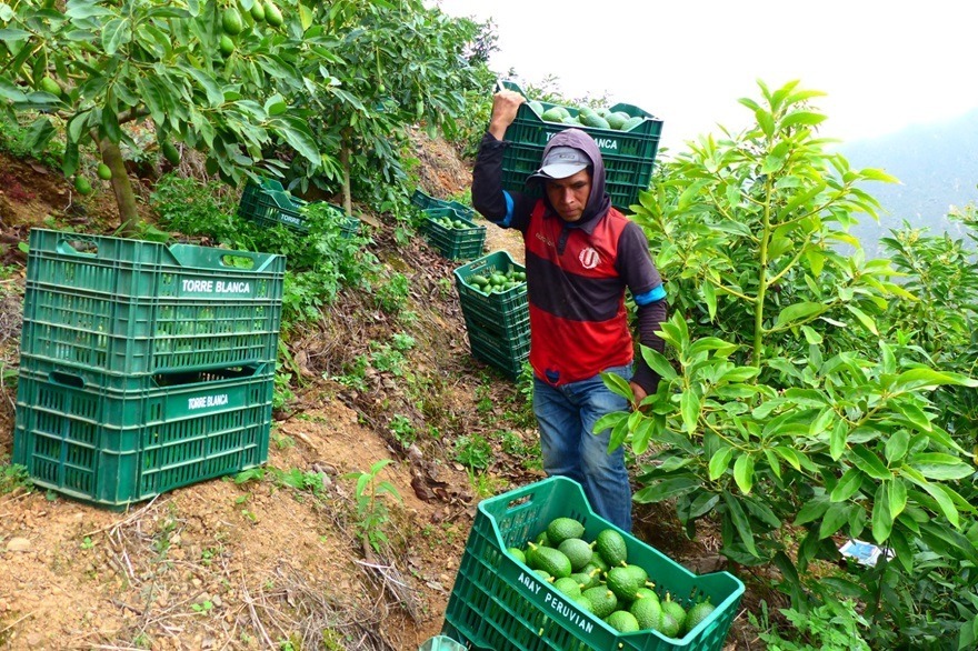 Más de 300 empresas exportaron palta hass de Áncash y Perú durante el 2023