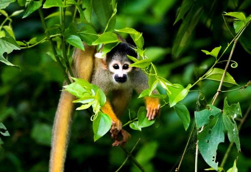 ¿Qué región del Perú alberga la mayor biodiversidad?, ¿Dónde se ubica y en qué destaca?