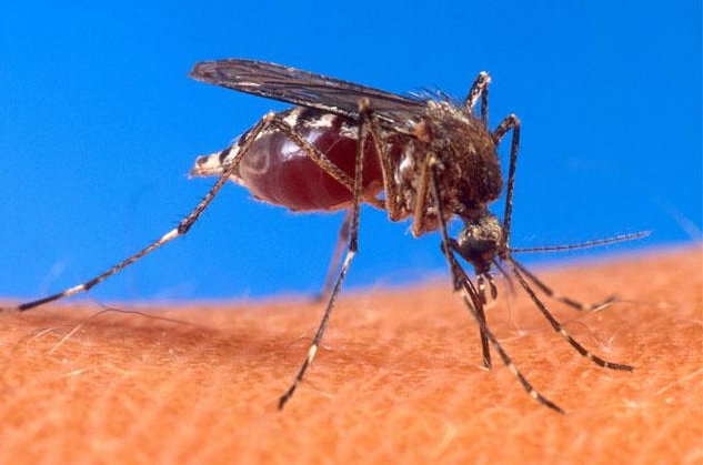  ¿Cuáles son los síntomas de la fiebre fiebre Chikungunya?
