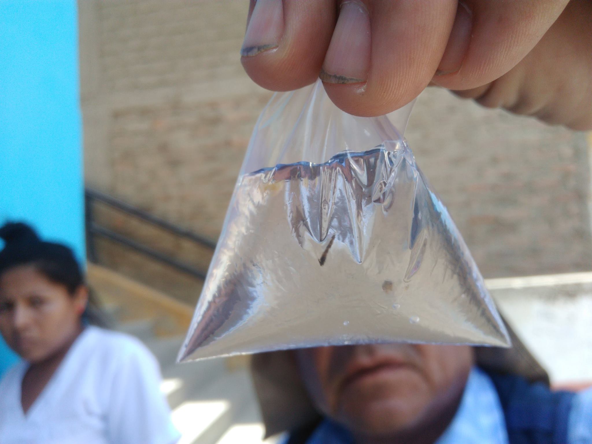 Coishco: índice aédico del zancudo transmisor del dengue se incrementa en 7.9 % y anuncian fumigación 