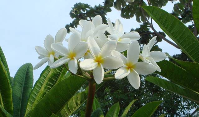 Flores de Caracucho