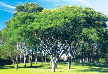 arboles