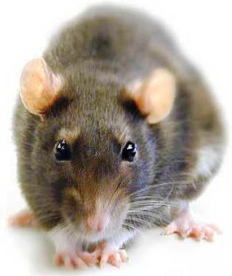 Foto Ratas - copia